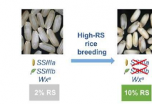 科学家在培育高抗性淀粉水稻方面取得进展