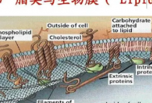 研究揭示了增强脂质氧化的关键因素