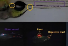 新的斑马鱼模型可以深入了解大脑如何获取必需的omega3脂肪酸