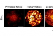 科学家使用X射线束确定锌在卵泡发育中的作用