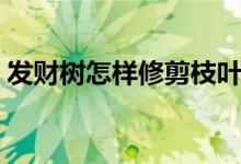 发财树怎样修剪枝叶视频（发财树怎样修剪）