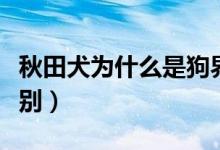 秋田犬为什么是狗界噩梦（柴犬与秋田犬的区别）