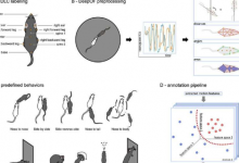 机器学习与行为神经科学的结合实现更精确的表型分析