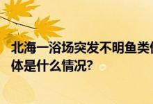 北海一浴场突发不明鱼类伤人事件侨港浴场暂停涉水活动 具体是什么情况?