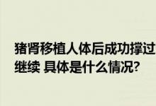 猪肾移植人体后成功撑过1个月：已正常工作32天试验还将继续 具体是什么情况?