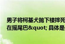 男子将柯基犬抛下楼摔死！"小狗全程没反抗甚至还在摇尾巴" 具体是什么情况?