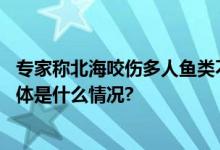 专家称北海咬伤多人鱼类不是鲨鱼：可能是鳗鲡类、鲀类 具体是什么情况?