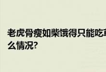 老虎骨瘦如柴饿得只能吃草？广州动物园最新回应 具体是什么情况?