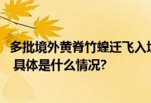 多批境外黄脊竹蝗迁飞入境！云南已有超3000亩林地受损害 具体是什么情况?