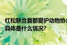 红松联合首都爱护动物协会开启公益直播为流浪动物发声！ 具体是什么情况?