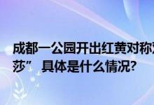 成都一公园开出红黄对称双色睡莲园方：系泰国品种“万维莎” 具体是什么情况?