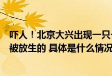 吓人！北京大兴出现一只一米长巨型蜥蜴专家推断：这只是被放生的 具体是什么情况?