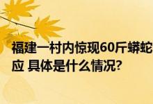 福建一村内惊现60斤蟒蛇生吞活羊蛇身粗壮引围观村干部回应 具体是什么情况?