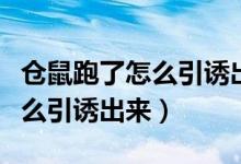 仓鼠跑了怎么引诱出来刚到家的（仓鼠跑了怎么引诱出来）