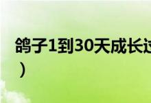 鸽子1到30天成长过程视频（鸽子成长过程图）