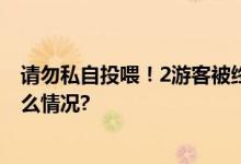 请勿私自投喂！2游客被终身禁入成都大熊猫基地 具体是什么情况?