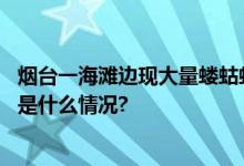 烟台一海滩边现大量蝼蛄虾市民：一抓一把捡了几百只 具体是什么情况?