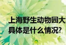 上海野生动物园大猩猩“越狱”？官方回应 具体是什么情况?