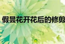 假昙花开花后的修剪视频（假昙花修剪方法）