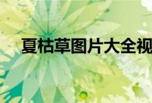 夏枯草图片大全视频播放（夏枯草图片）