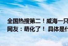 全国热搜第二！威海一只小白虎在狮群里被挤成“银渐层”网友：萌化了！ 具体是什么情况?