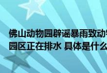 佛山动物园辟谣暴雨致动物出逃：没有动物借水势出逃目前园区正在排水 具体是什么情况?