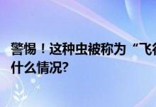 警惕！这种虫被称为“飞行的硫酸”河南多地已发现 具体是什么情况?