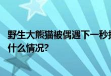 野生大熊猫被偶遇下一秒拔腿就跑现场画面可可爱爱 具体是什么情况?