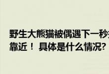 野生大熊猫被偶遇下一秒拔腿就跑温馨提示：滚滚可爱切勿靠近！ 具体是什么情况?