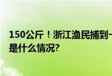 150公斤！浙江渔民捕到一个“大家伙”！来头还不小 具体是什么情况?