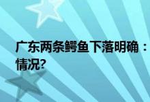 广东两条鳄鱼下落明确：1只被掩埋1只被宰杀 具体是什么情况?