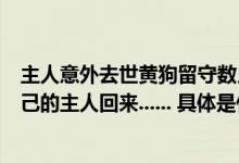 主人意外去世黄狗留守数月被救助知情人：它一直在等待自己的主人回来...... 具体是什么情况?