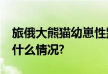 旅俄大熊猫幼崽性别确定——小公主 具体是什么情况?