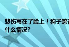 悲伤写在了脸上！狗子跨省返乡途中晕车还被猫掌掴 具体是什么情况?