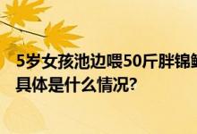 5岁女孩池边喂50斤胖锦鲤小月饼：锦鲤天然更亲近小朋友 具体是什么情况?