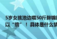 5岁女孩池边喂50斤胖锦鲤网友：好可爱的场景原来鱼也可以“撸”！ 具体是什么情况?