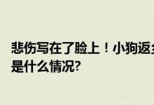 悲伤写在了脸上！小狗返乡途中晕车还被猫打了一巴掌 具体是什么情况?