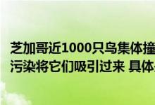 芝加哥近1000只鸟集体撞向一栋大楼后死亡专家：城市的光污染将它们吸引过来 具体是什么情况?