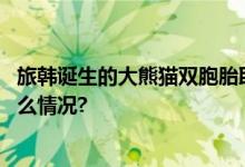 旅韩诞生的大熊猫双胞胎取名“睿宝”和“辉宝” 具体是什么情况?