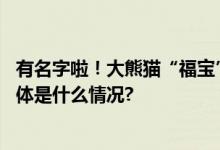 有名字啦！大熊猫“福宝”妹妹们叫“睿宝”、“辉宝” 具体是什么情况?