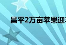 昌平2万亩苹果迎丰收 具体是什么情况?