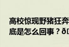 高校惊现野猪狂奔保安赤手空拳正面硬刚 到底是怎么回事？