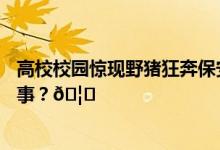 高校校园惊现野猪狂奔保安赤手空拳正面硬刚 到底是怎么回事？