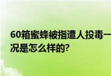 60箱蜜蜂被指遭人投毒一夜死光 河南老人坐地痛哭 具体情况是怎么样的?