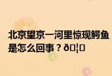 北京望京一河里惊现鳄鱼！警方：已捕获疑是人为放生 到底是怎么回事？