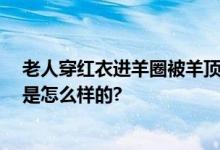 老人穿红衣进羊圈被羊顶撞身亡 涉事羊已被屠宰 具体情况是怎么样的?