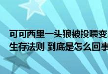 可可西里一头狼被投喂变胖成网红专家：不应人为干预动物生存法则 到底是怎么回事？