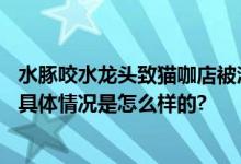 水豚咬水龙头致猫咖店被淹损失5万 老板：一朝水淹天下知 具体情况是怎么样的?