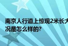 南京人行道上惊现2米长大蛇 民警擒获送往郊外放生 具体情况是怎么样的?