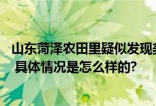 山东菏泽农田里疑似发现美洲犰狳 目击者：或是贩卖中逃脱 具体情况是怎么样的?